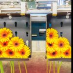 Den Houter Gerbera