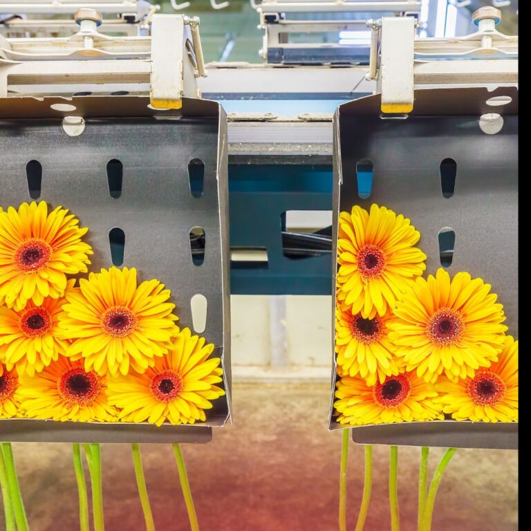Den Houter Gerbera