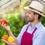Робота в теплиці овочів RR Peppers